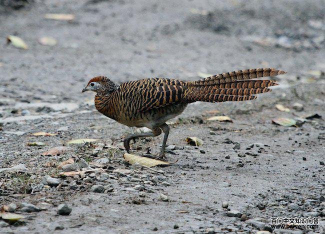 �׸�����������