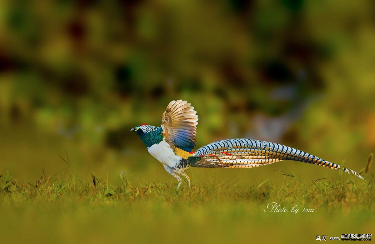 �׸������������ϱ����ͣ�����2012-12-25