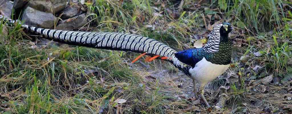 �׸�����