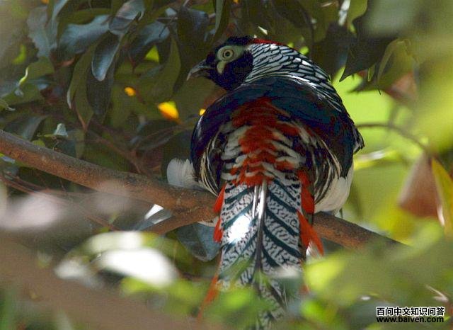 �׸�����