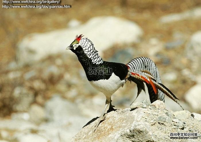 �׸�����