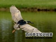 霍氏夜鹭 霍氏夜鹭的图片