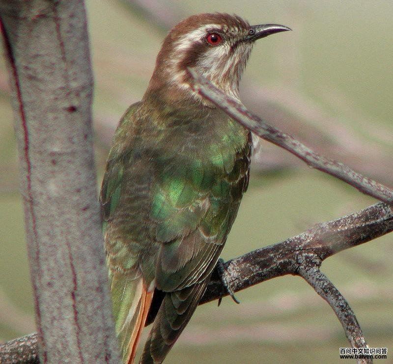 ���Ͻ���ͼƬ