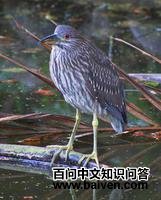 ����ҹ��