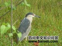 ����ҹ��