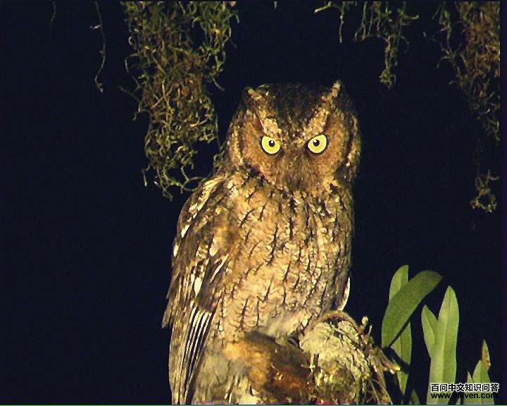 霍氏角鸮 霍氏角鸮的图片