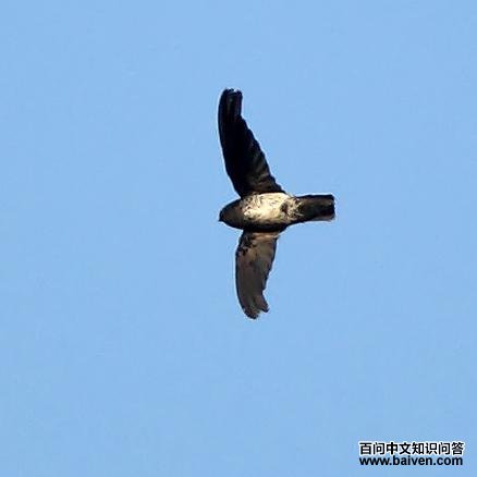 白腹金丝燕 白腹金丝燕的图片