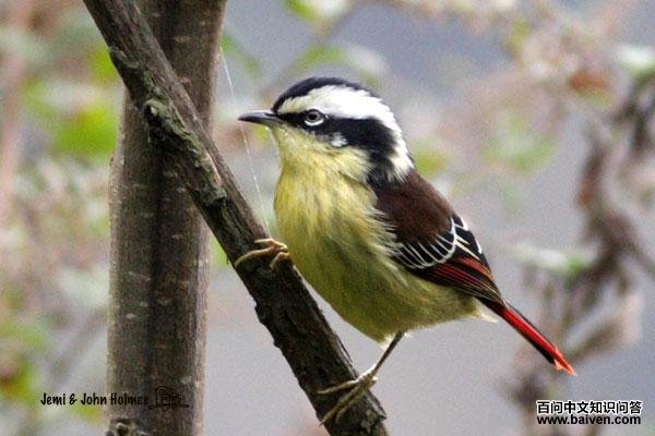 ��βϣ�̵�ͼƬ