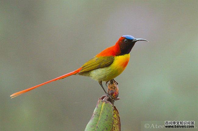 ��β̫�����ͼƬ