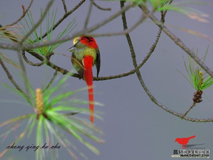 ��β̫����