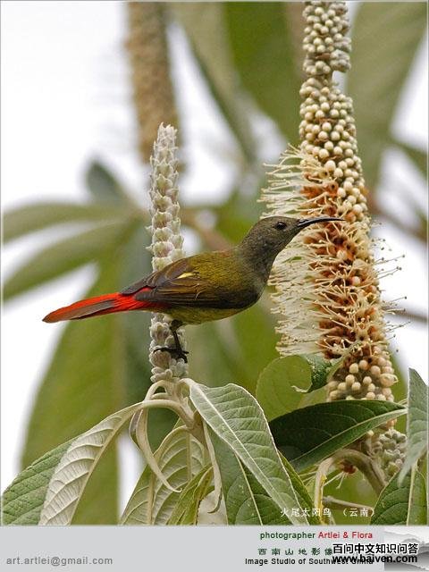 ��β̫����