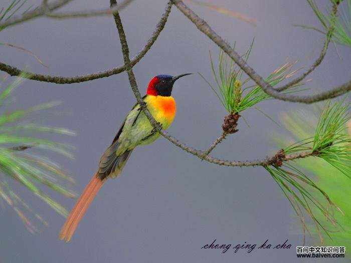 ��β̫����