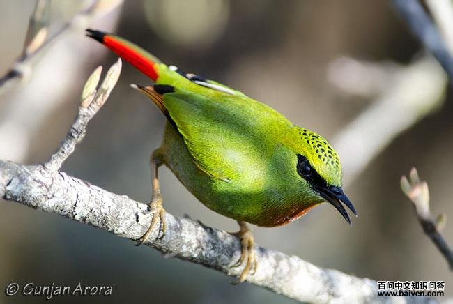 火尾绿鹛 火尾绿鹛的图片