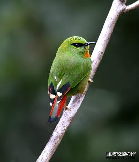 ��β����