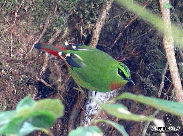 ��β����