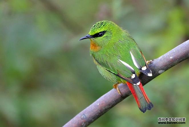 ��β����