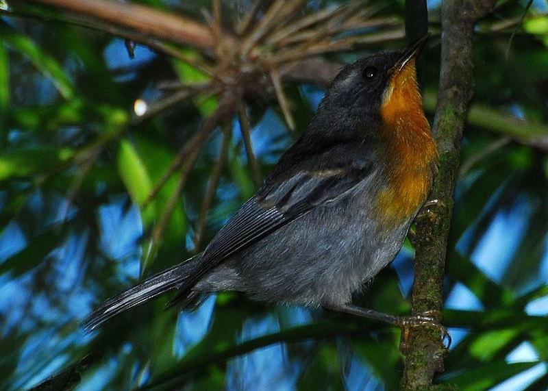 火喉森莺 火喉森莺的图片