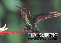 火喉蜂鸟 火喉蜂鸟的图片