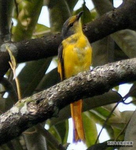 ���ɽ�����ͼƬ