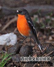 �����l��ͼƬ