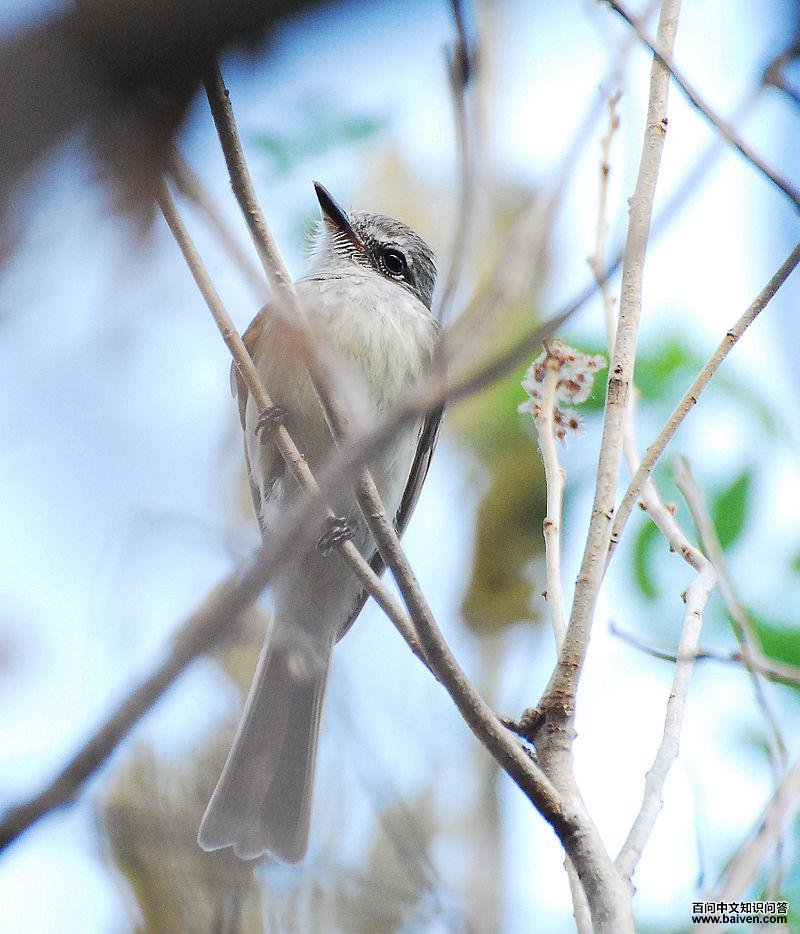 火红霸鹟 火红霸鹟的图片