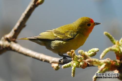 ���ȸ��ͼƬ