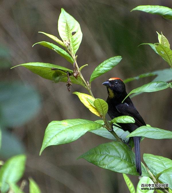 火冠黑唐纳雀 火冠黑唐纳雀的图片