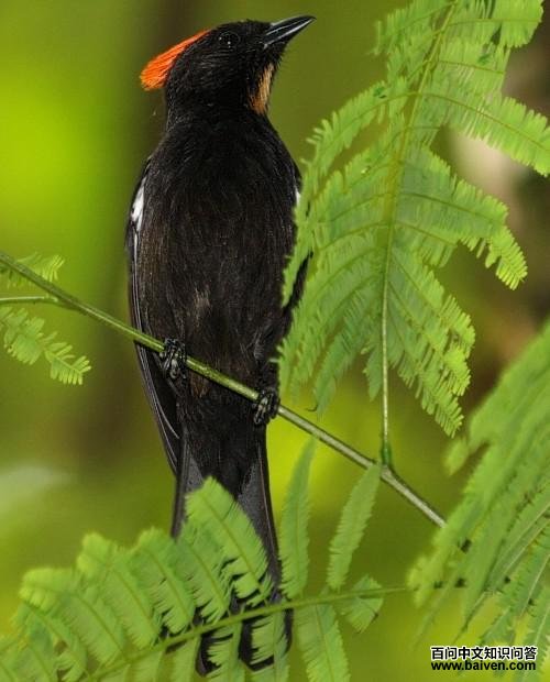 ��ں�����ȸ