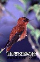 火冠蜂鸟 火冠蜂鸟的图片