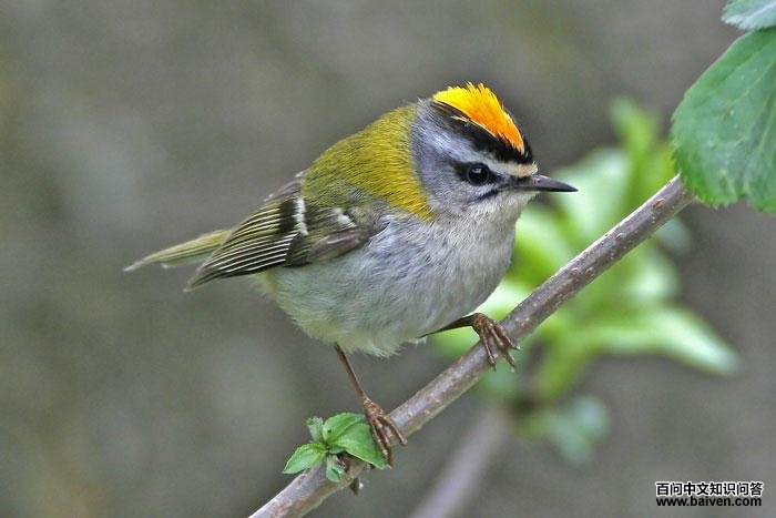 火冠戴菊 火冠戴菊的图片
