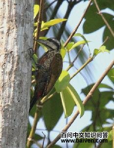火腹啄木鸟 火腹啄木鸟的图片