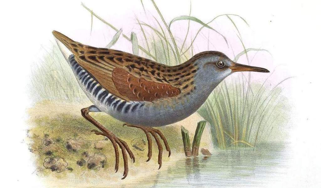 火地岛秧鸡 火地岛秧鸡的图片