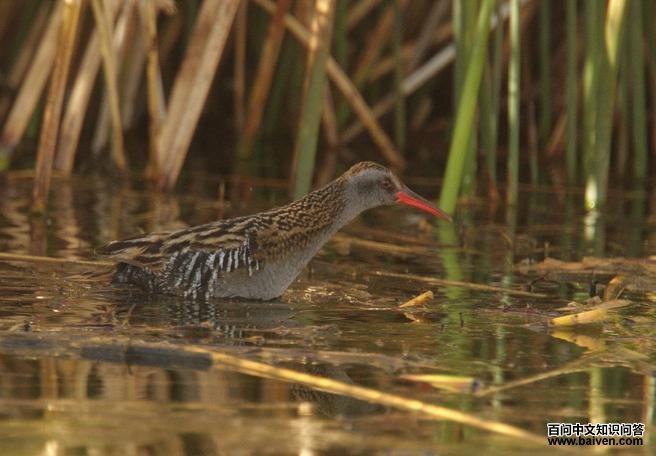 ��ص�����