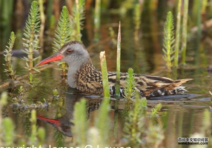 ��ص�����