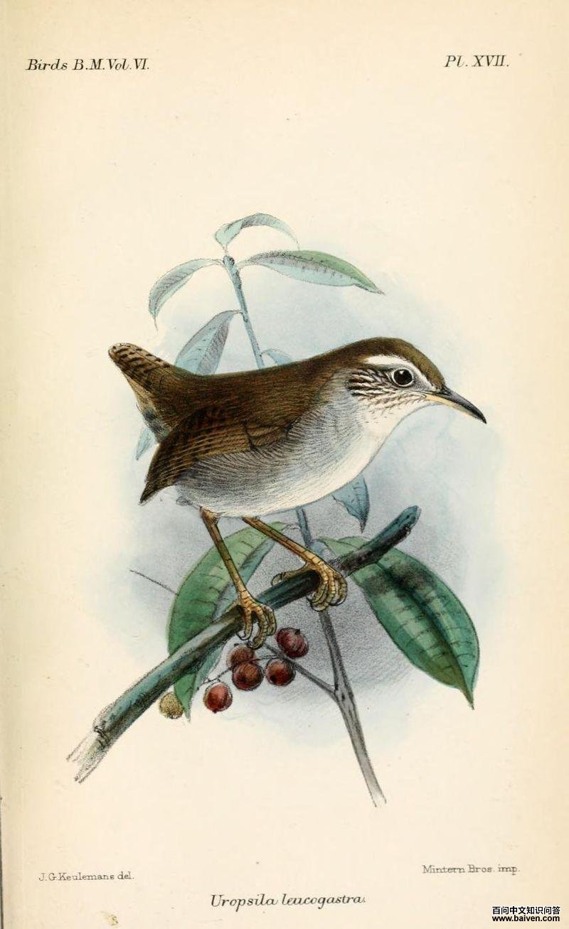 �׸����ӵ�ͼƬ