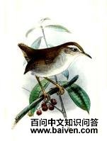 �׸�����