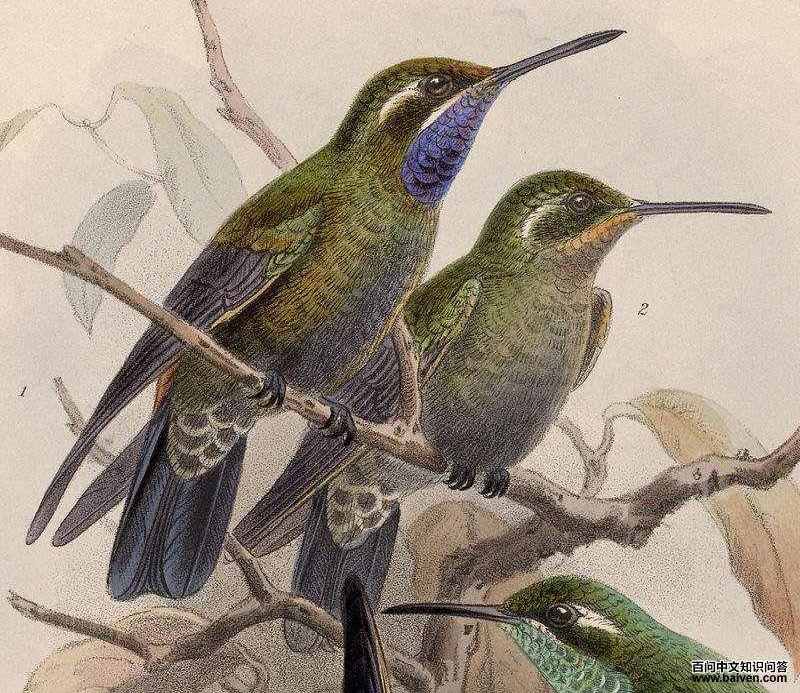 辉紫喉宝石蜂鸟 辉紫喉宝石蜂鸟的图片