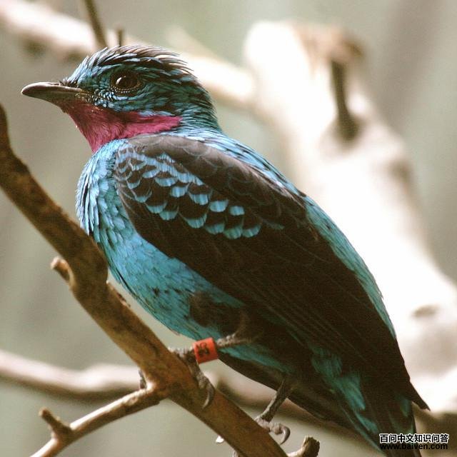 ��ɡ���ͼƬ