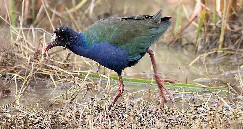 ����ˮ����ͼƬ