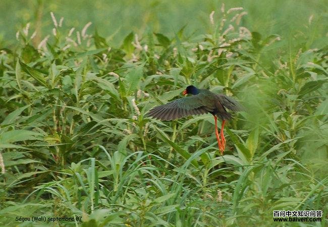 ����ˮ��