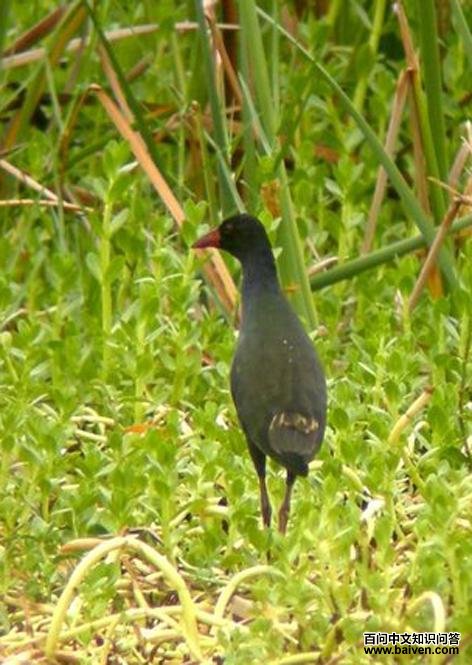 ����ˮ��