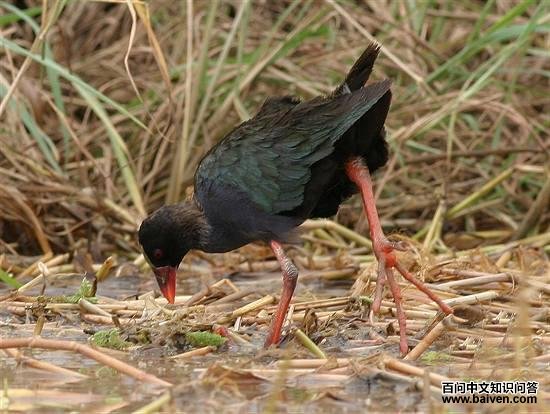 ����ˮ��