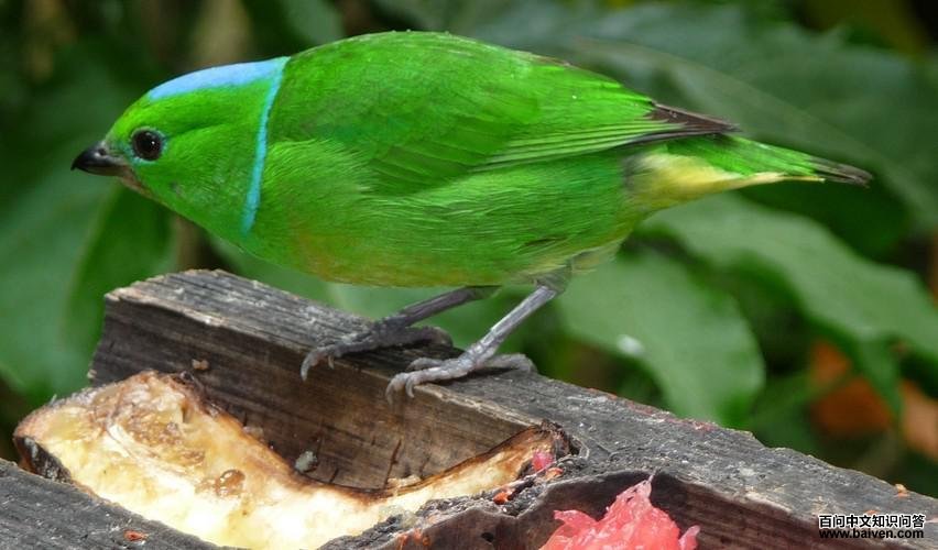 ����ȸ��ͼƬ