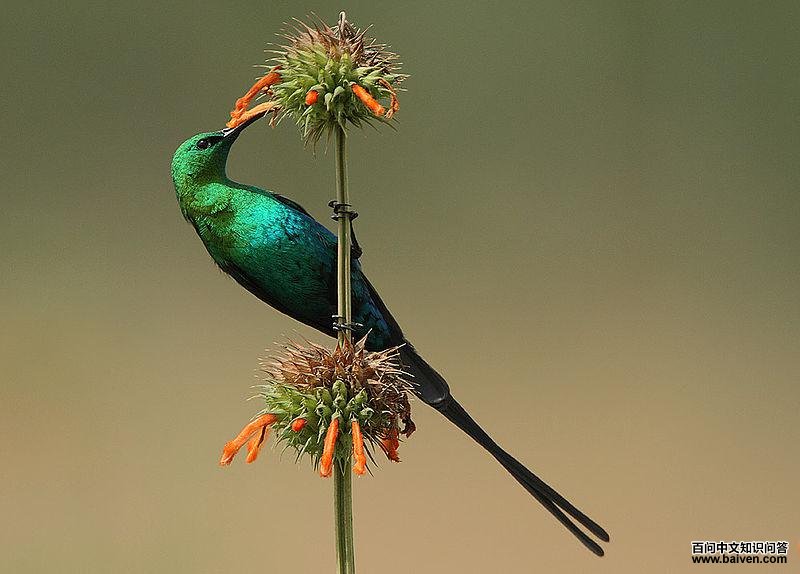 辉绿花蜜鸟 辉绿花蜜鸟的图片