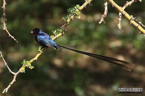 辉蓝维达雀 辉蓝维达雀的图片
