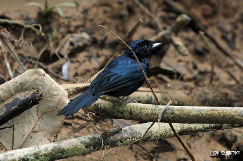 辉阔嘴鹟 辉阔嘴鹟的图片