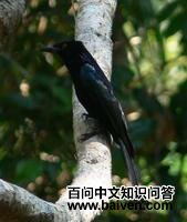 辉卷尾 辉卷尾的图片