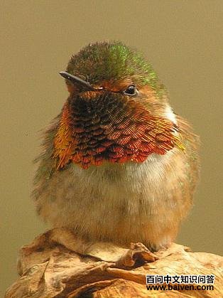 �Իͷ����ͼƬ