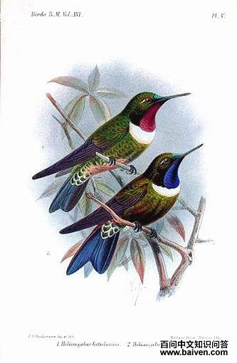 辉喉领蜂鸟 辉喉领蜂鸟的图片