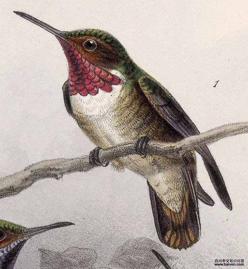 �Ժ��ͷ����ͼƬ